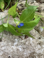 Commelina communis