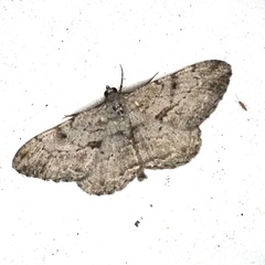 Peribatodes rhomboidaria