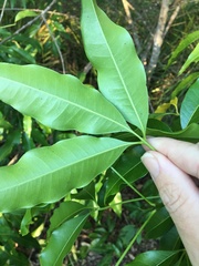 Melicope elleryana