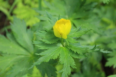 Trollius riederianus