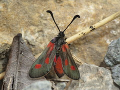 Zygaena sarpedon
