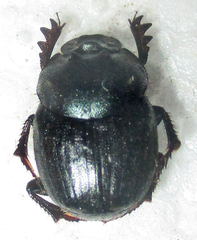 Onthophagus deterrens