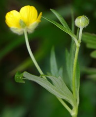 Ranunculus propinquus