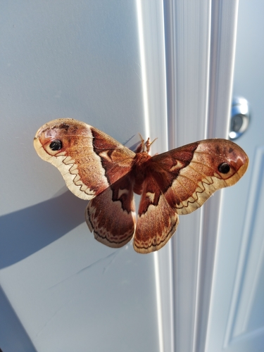 Promethea moth