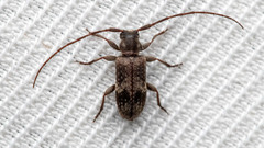 Exocentrus adspersus