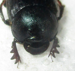 Onthophagus deterrens