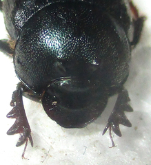 Onthophagus deterrens