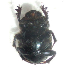 Onthophagus deterrens
