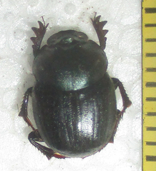 Onthophagus deterrens