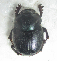 Onthophagus deterrens