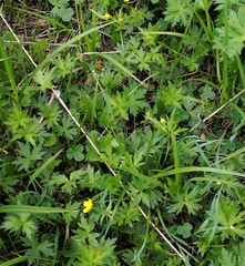 Ranunculus propinquus