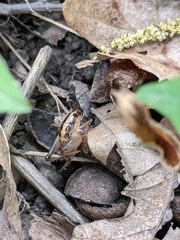 Ceuthophilus maculatus