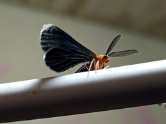Melanchroia chephise