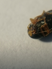 Cryptocephalus flavipes