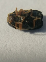 Cryptocephalus flavipes