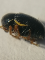 Cryptocephalus flavipes