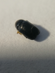 Cryptocephalus flavipes