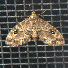 Melanomma auricinctaria