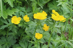 Trollius riederianus