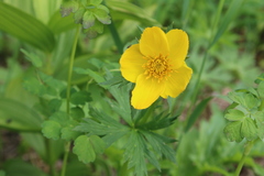 Trollius riederianus