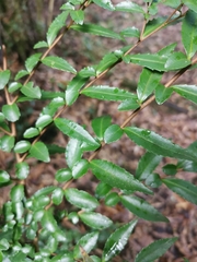 Azara lanceolata