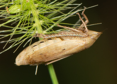 Negosiana dualis