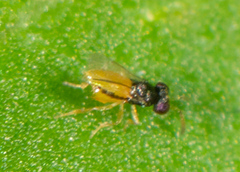 Aphelinidae