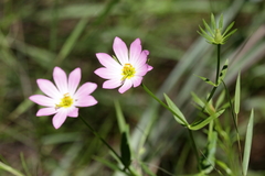 Sabatia dodecandra foliosa