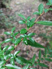 Azara lanceolata