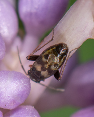 Spanagonicus albofasciatus