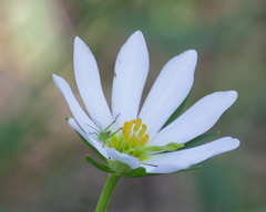 Sabatia dodecandra foliosa