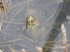 Pelophylax