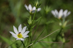 Sabatia dodecandra foliosa