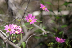 Sabatia dodecandra foliosa
