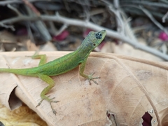 Anolis extremus