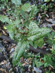 Caldcluvia paniculata