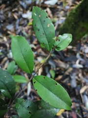 Myrceugenia planipes