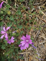 Malva sylvestris