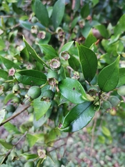 Myrceugenia planipes