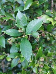 Myrceugenia planipes