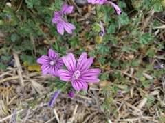 Malva sylvestris