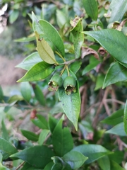 Myrceugenia planipes