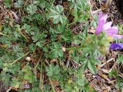 Malva sylvestris