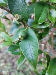 Myrceugenia planipes