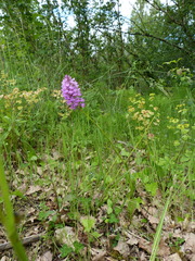 Anacamptis pyramidalis