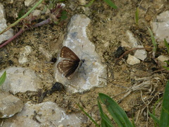 Lepidoptera