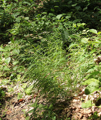 Melica picta