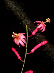 Passiflora saulensis