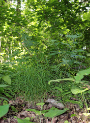 Melica picta