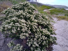 Phylica ericoides ericoides